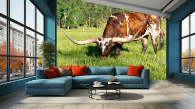 Bull or cow with horns longhorns in field Wall mural