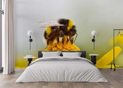 Bumblebee feeding on a yellow aster Wall mural