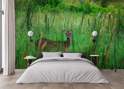 Deer in meadow Wall mural