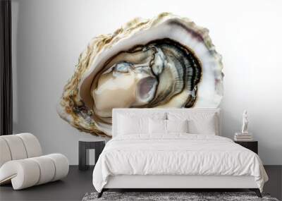 Freshness of Oyster invertebrates on white background. Wall mural