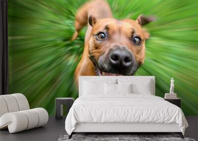 A lively dog is captured dashing towards the camera across a lush green lawn or meadow. The sun is shining. The dog's expression reveals a sense of excitement and exuberance. Wall mural