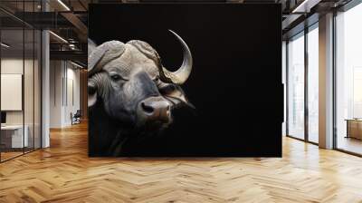 Photo of a buffalo isolated against a black background, emphasising the buffalo's majestic features. Wildlife and conservation concept, space for copy. Wall mural