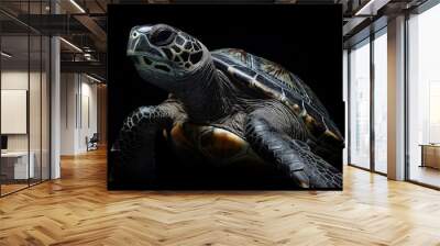 Photo of a marine turtle isolated against a black background, emphasising the marine turtle's majestic features. Wildlife and conservation concept, space for copy. Wall mural