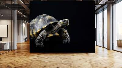 Photo of a tortoise isolated against a black background, emphasising the tortoise's majestic features. Wildlife and conservation concept, space for copy. Wall mural