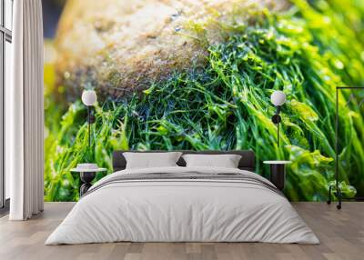 Green Moss Seaweed Macro Close-Up Texture Wall mural