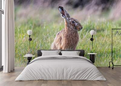 European brown hare (Lepus europaeus) in a sunlight spring field Wall mural