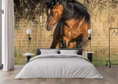 gypsy vanner horse frisky in paddock Wall mural