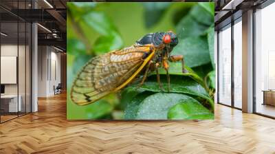 17 year periodical cicada on plant Wall mural