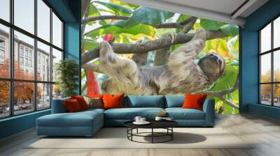 Brown-throated three toed sloth in Rainforest of Costa Rica Wall mural