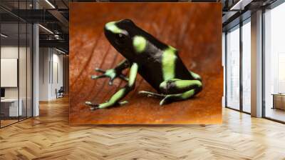 Green and black poison dart frog - Rare Costa Rica Pacific Variant (Dendrobates auratus) Wall mural