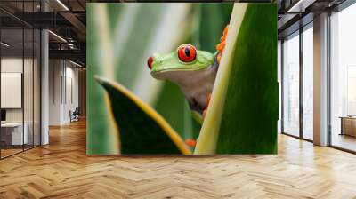 Red-eyed Tree Frog in Rainforest Wall mural