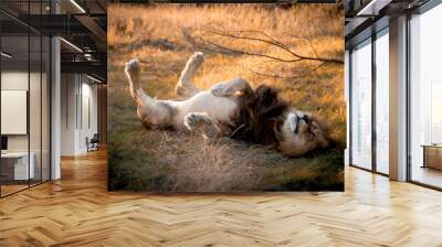 Lion R0lling Over Wall mural