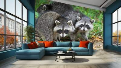 Pair of raccoons scavenging in grass and leaves at Merritt Island Florida Wall mural