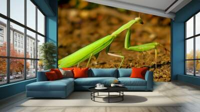 Praying Mantis Wall mural