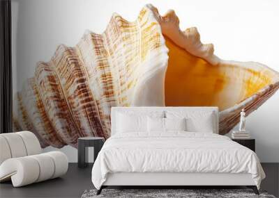 Professional photograph of a seashell seafood invertebrate isolated on white, png Wall mural