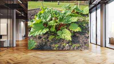 Rhubarb starting to grow strongly in the spring Wall mural