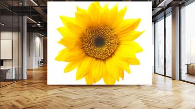 Sunflower Isolated on White Wall mural