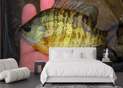 Sunfish held by a hand in a net Wall mural