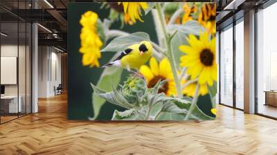 Yellow bird gold finch on sunflower Wall mural