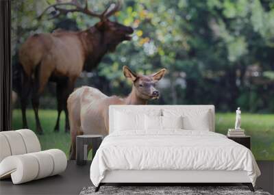 Young elk with large, blurred bull elk in background Wall mural