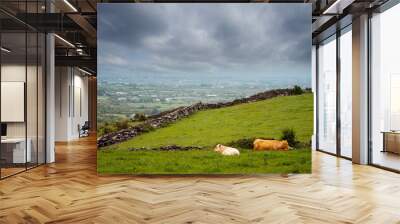 A herd of cows are grazing on a grassy hillside overlooking Galway bay. The scene is peaceful and serene, with the cows looking out over the water and the surrounding landscape. Farming in Ireland Wall mural