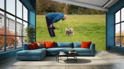 Bald man in blue hoodie talking with his pet Yorkshire terrier in a park on a green meadow. Looking at each other. Concept friendship and animal care Wall mural