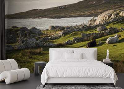 Herd of cows in a field, by the Atlantic ocean, West coast of Ireland. Wall mural