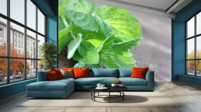 Mint Wall mural