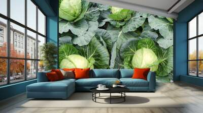 Panoramic image of cabbage on vegetable garden Wall mural