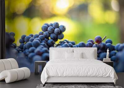 Blue vine grapes on the top of old wooden barrel. Cabernet Franc grapes for making wine in the vineyard, Hungary Wall mural