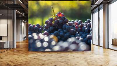 Viticulture: Blue vine grapes in crate. Grapes for making wine. Detailed view of Cabernet Franc blue grape vines in the hungarian vineyard in autumn Wall mural