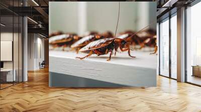  A lot of cockroaches are sitting on a white wooden shelf. The German cockroach. Cockroach Wall mural