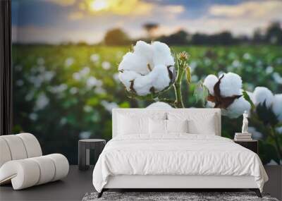 A blossoming organic white natural cotton plant in a sustainable field Scientific name Gossypium Wall mural