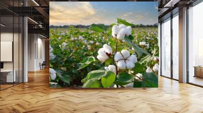 A blossoming organic white natural cotton plant in a sustainable field Scientific name Gossypium Wall mural