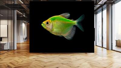 Aquarium fish Wall mural