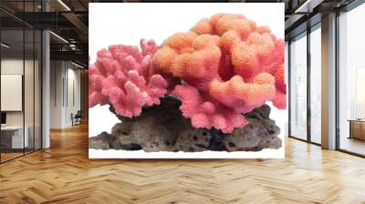 Coral reef - isolated on transparent background Wall mural