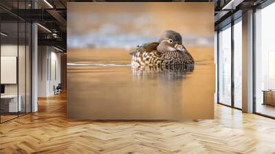 Closeup of a female mandarin duck (Aix galericulata) swimming in waters on the blurred background Wall mural