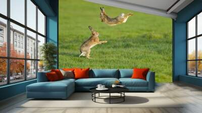 Scenic view of two hare rabbits found jumping around in an open field Wall mural