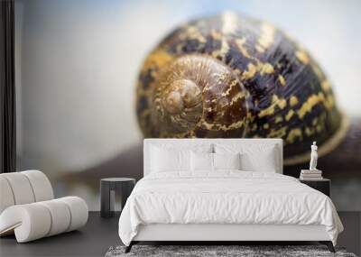 A snail isolated on grey background Wall mural