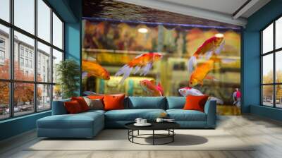 Golden fishes in a fishbowl aquarium Wall mural