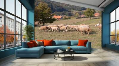 Flock of Sheep Wall mural