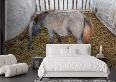 Newborn Pony Horse Wall mural