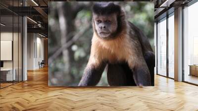 tufted capuchin Wall mural