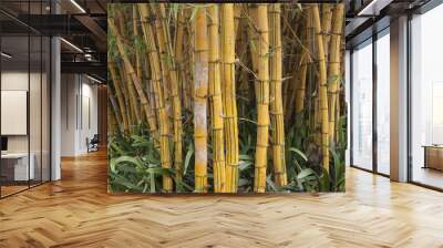 bamboo plants Wall mural