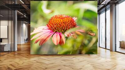 Detail of a purple coneflower (Echinacea purpurea Sundown) Wall mural