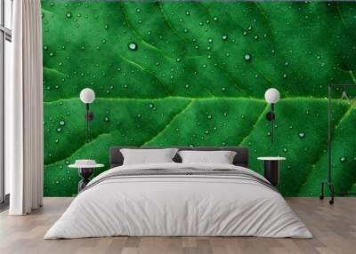 green leaf texture with water drops Wall mural