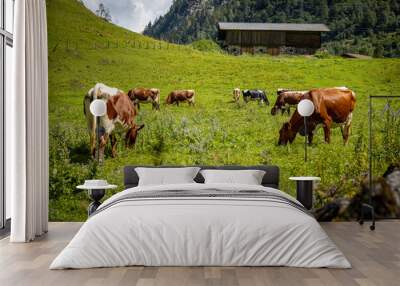 meadow cow group green grass Wall mural