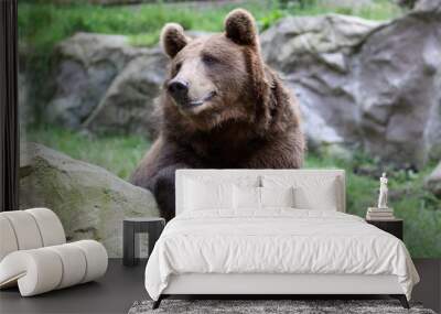 Beautiful nice friendly brown Bear  Wall mural