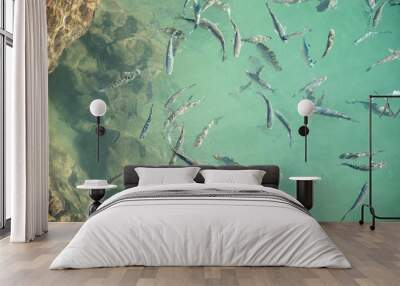 Shoal of fish in seawater, many sea fishes top view, fry in the sea, sea fishes on the water surface, small fish on the surface of the sea water aquamarine azure reflection turquoise blue abstract Wall mural