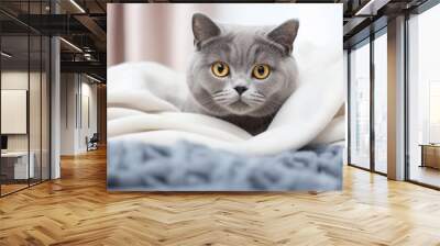 Full-length portrait photography of a funny british shorthair cat staring on cozy blanket Wall mural